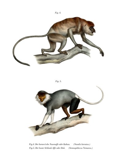 长鼻猴，1860年 作者 德国学校